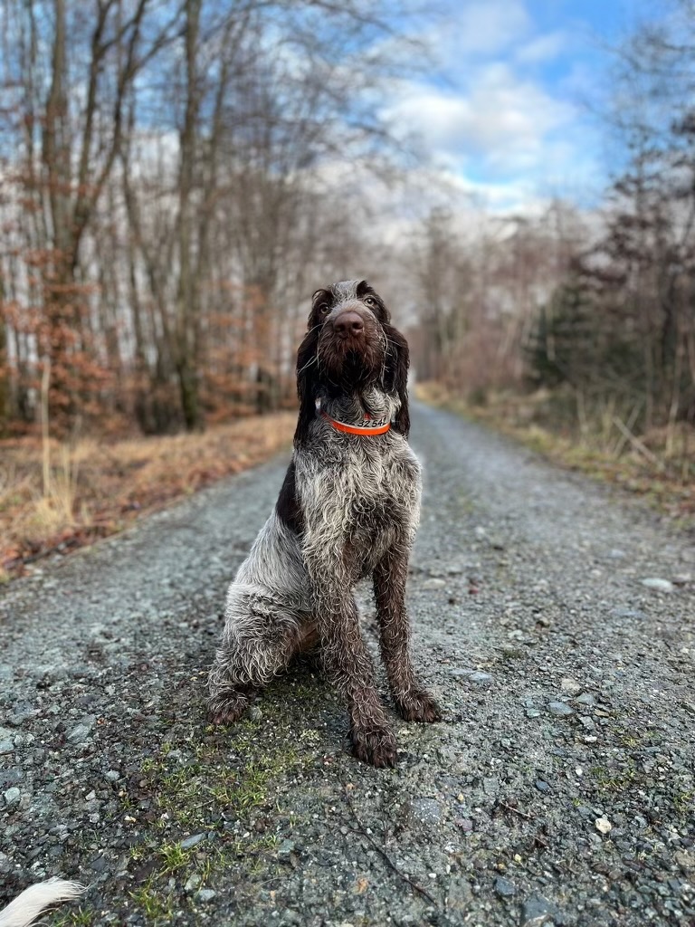 Showing a dog sitting in the forest